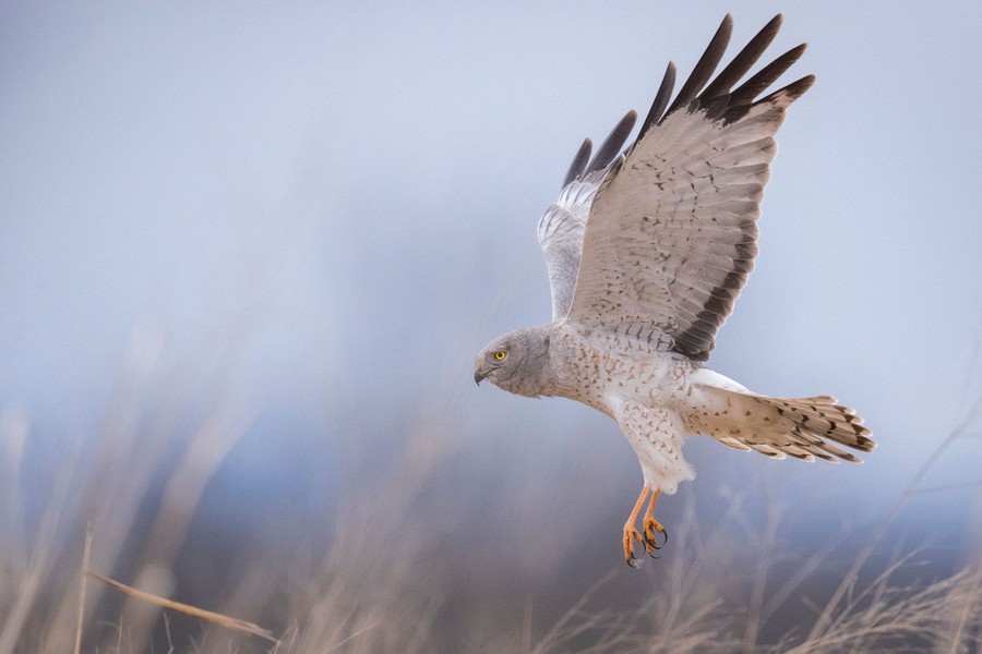 2018 Audubon Photography Awards - The Atlantic