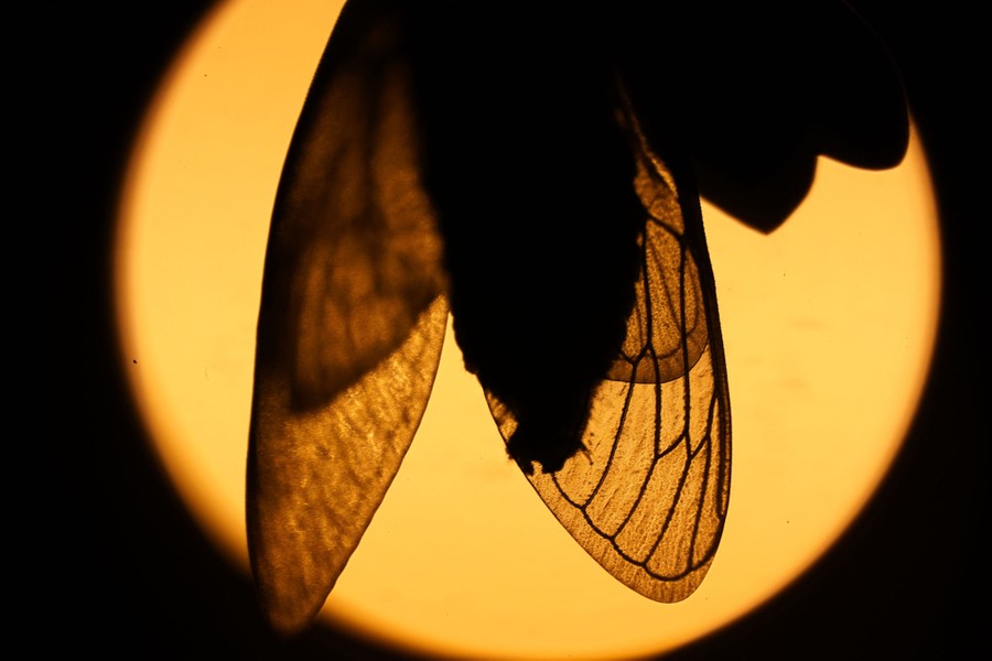 The wings of an adult cicada are silhouetted by a distant street light.