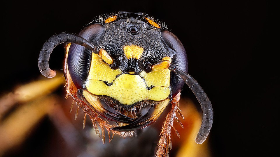 A close-up photograph of the head of a beewolf wasp