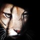 A mountain lion
