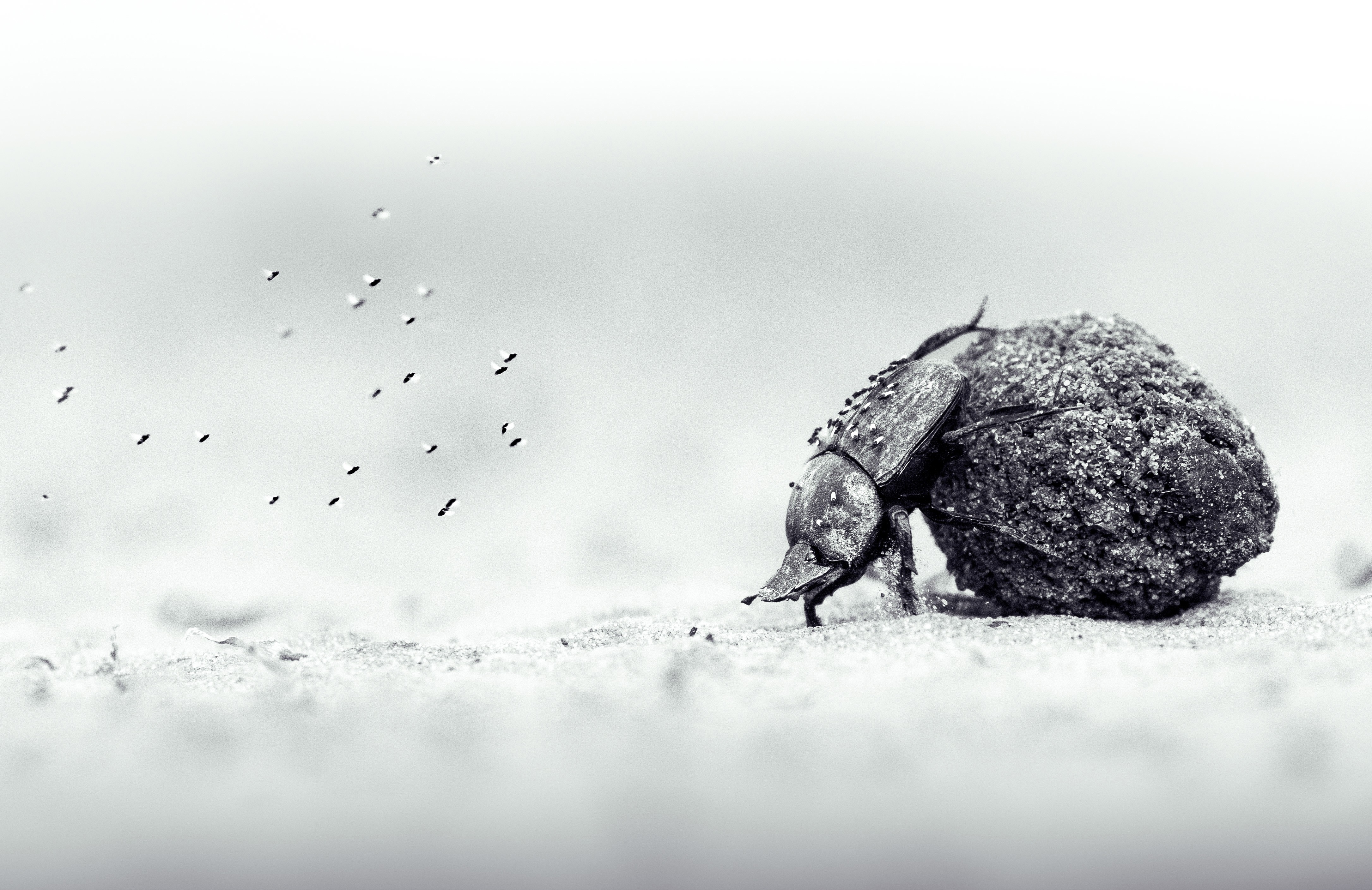 A swarm of tiny flies hovers near a dung beetle that is pushing a clump of dung.