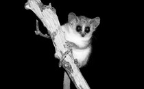 a black and white photo of a tiny, bug-eyed lemur perching on a branch