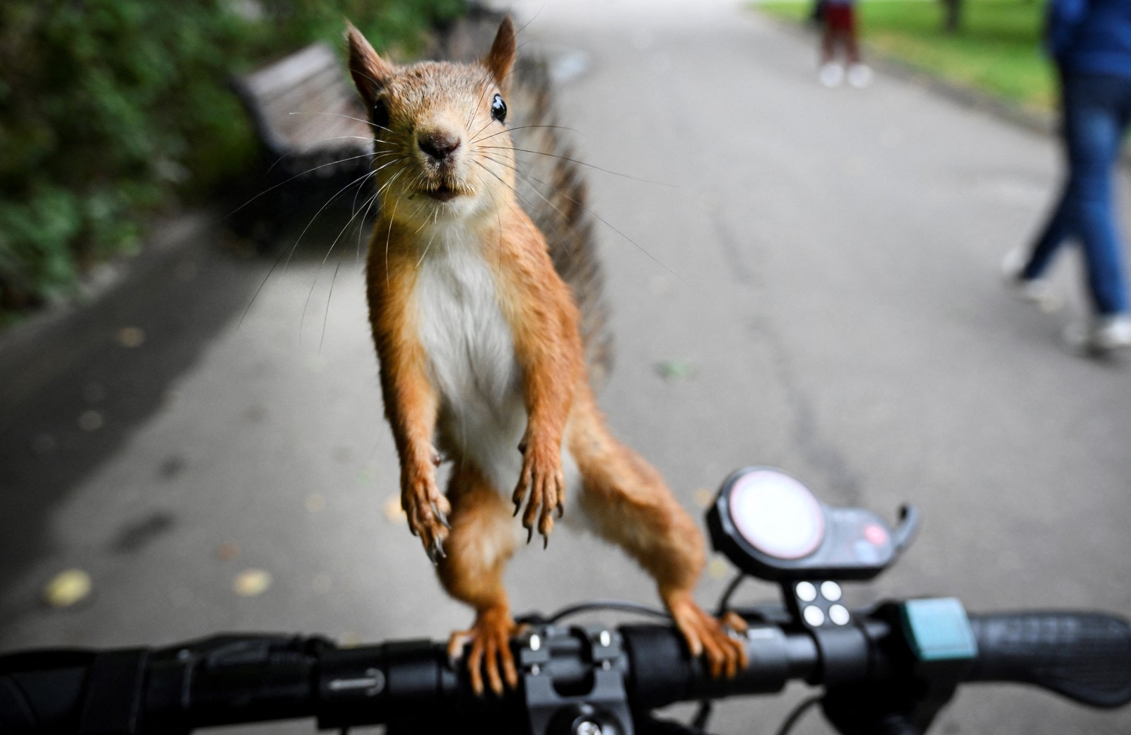 A squirrel stands on its hind legs on the handlebars of a scooter, looking straight at the camera.