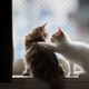 A kitten places a paw comfortingly on another kitten's back.