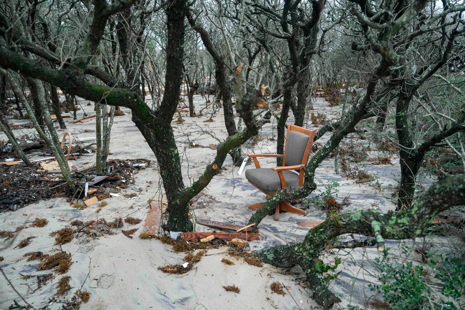 A chair that washed up in a storm sits in a patch of trees.