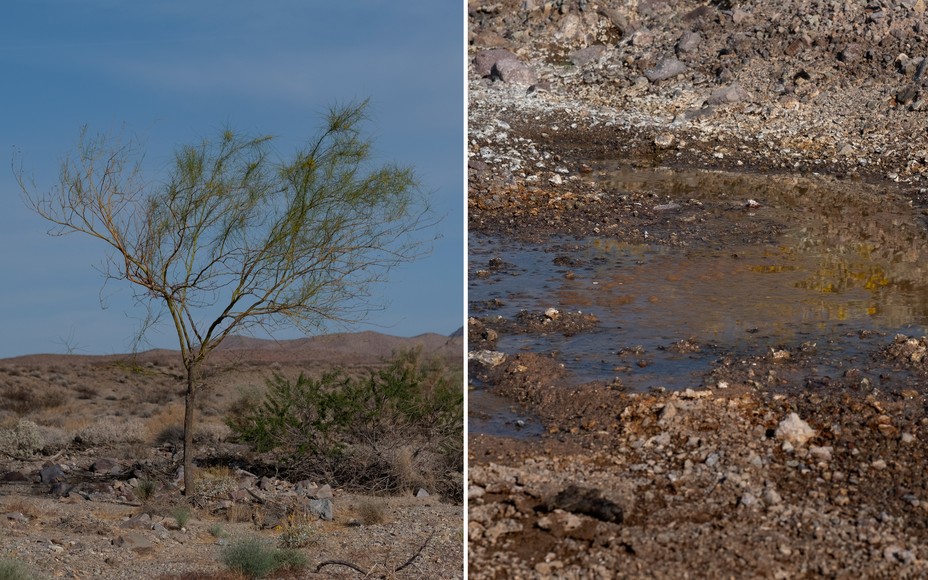 Diptych of scenes in Bonanza Springs