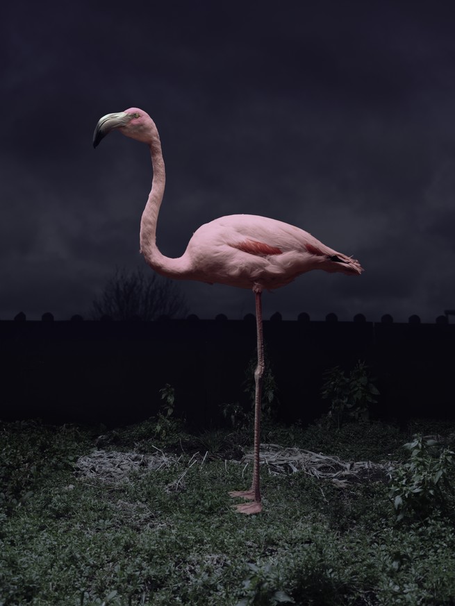 taxidermy flamingo on black with grasses at it's feet