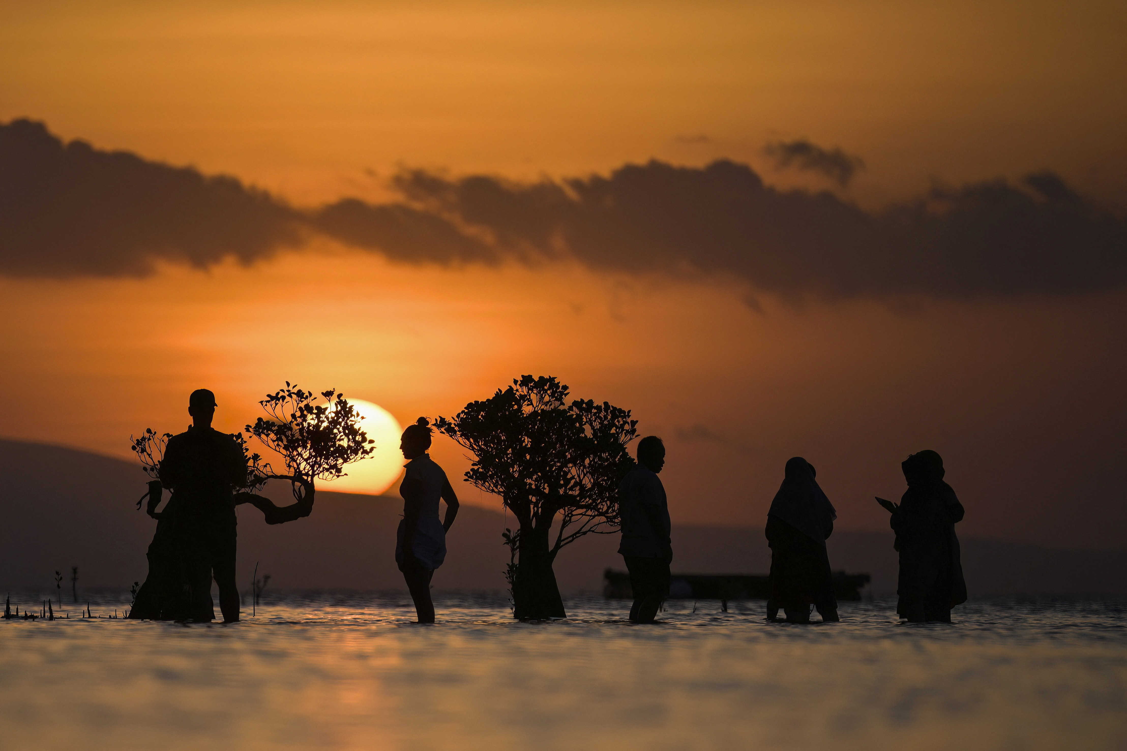 People wade near mangrove trees at sunset.