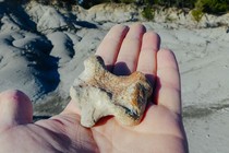 Mosasaur Humerus bone