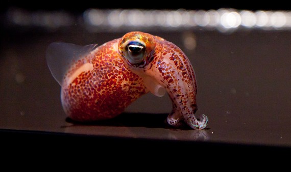 The Lovely Tale of an Adorable Squid and Its Glowing Partner - The Atlantic