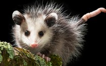 An opossum looks directly at the camera.