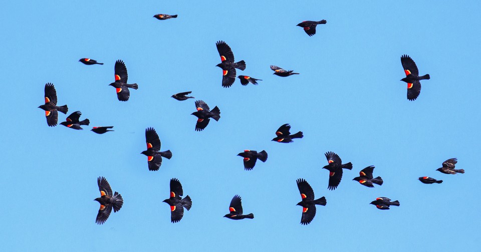 New research explores the mechanics of how birds flock