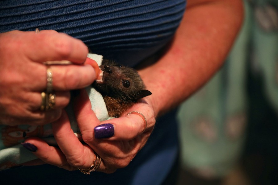 Photos of the Week Impeachment Trial, Virtual Singer, Bat Clinic The