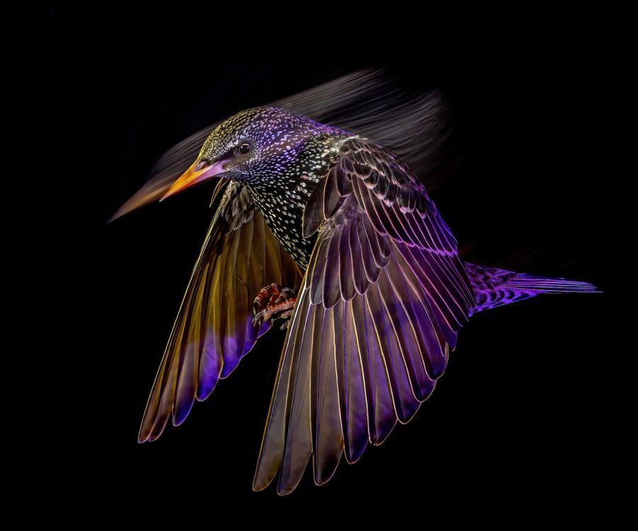 A starling, photographed flying at night, with some of its motion seen as a blur