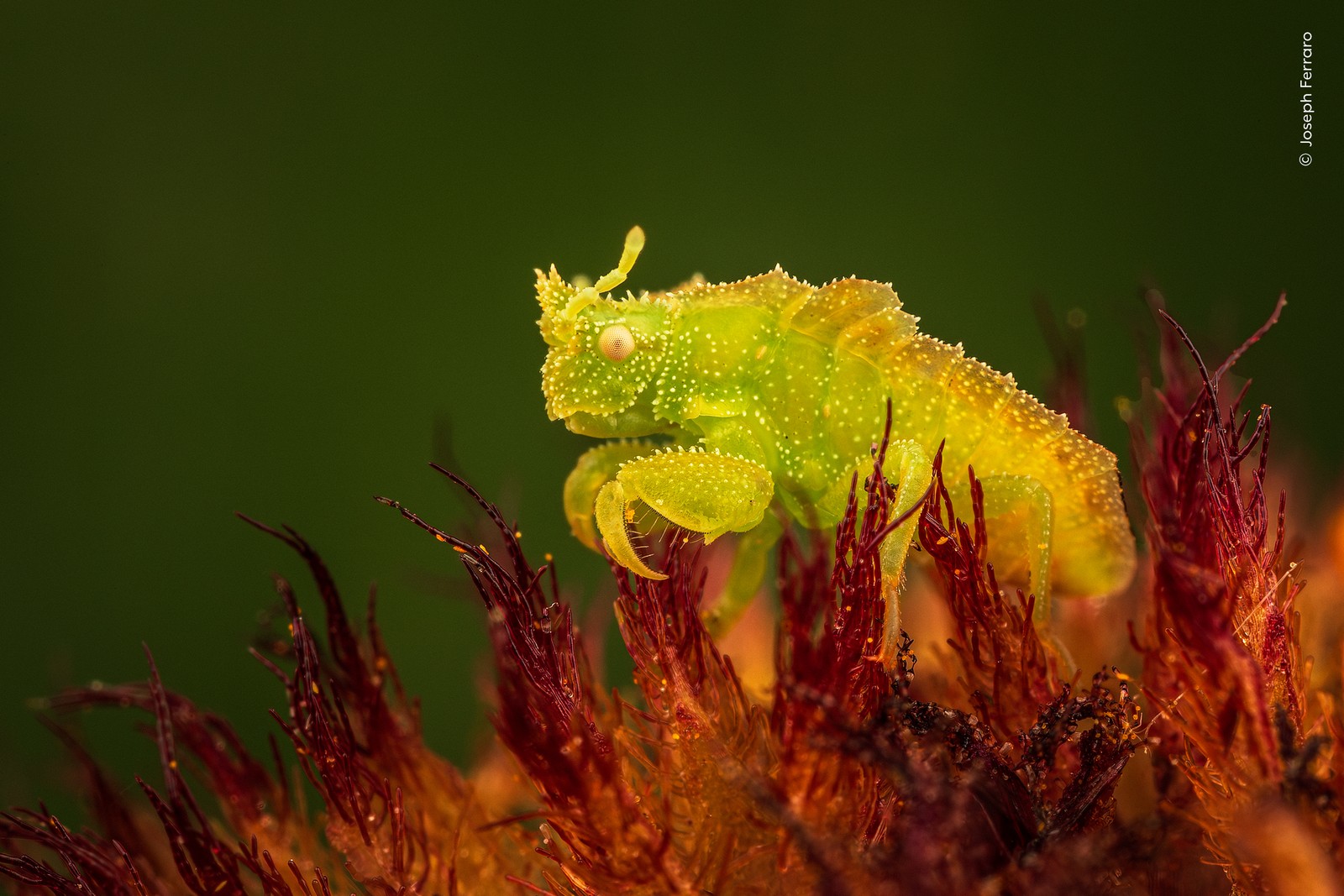 A close view of a predatory insect perched in a flower