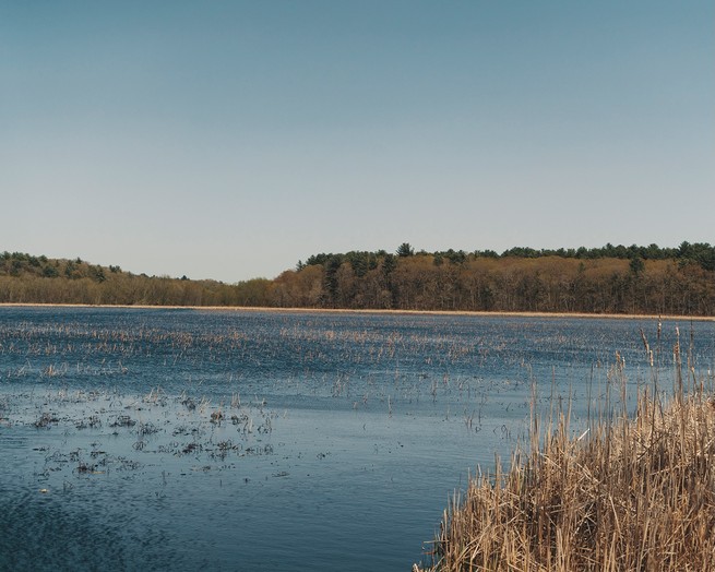 photo of large open marsh area covered with water, with grass in foreground and woods on opposite shore