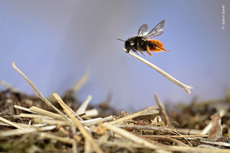 A close view of a bee carrying a piece of straw
