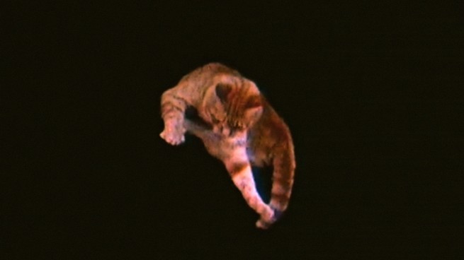 An orange tabby falling in front of a black background