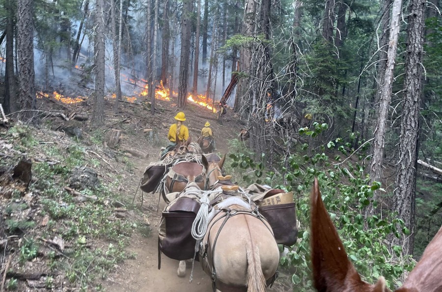 Two people lead a line of pack horse on a forest path past a wildfire burning in the underbrush.