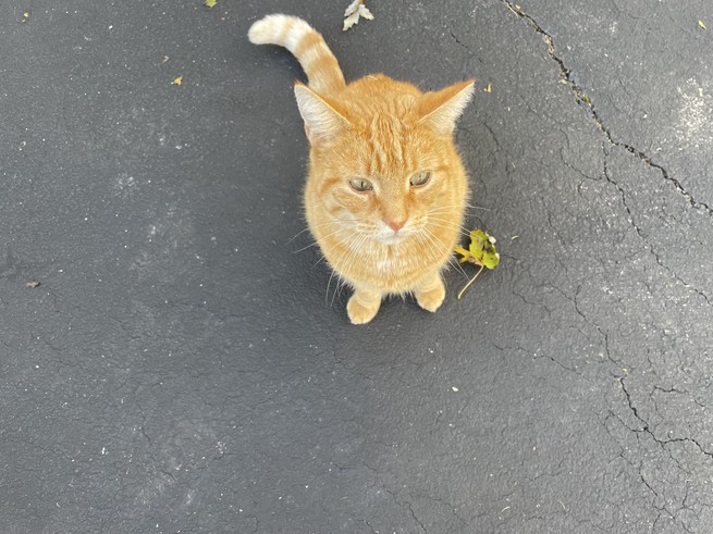 An orange cat sitting in a driveway.