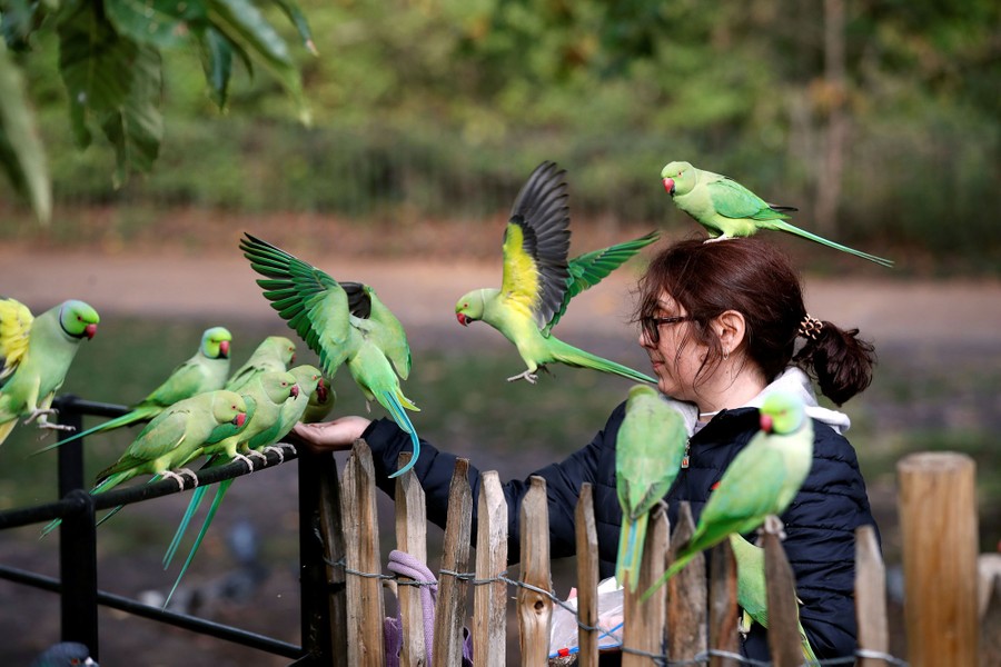 Photos: The Parakeets Of London - The Atlantic