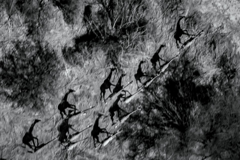 Giraffe herds may have a mix of males and females or be segregated by sex. We still know strikingly little about the animals’ range and behavior. (Davis Huber)