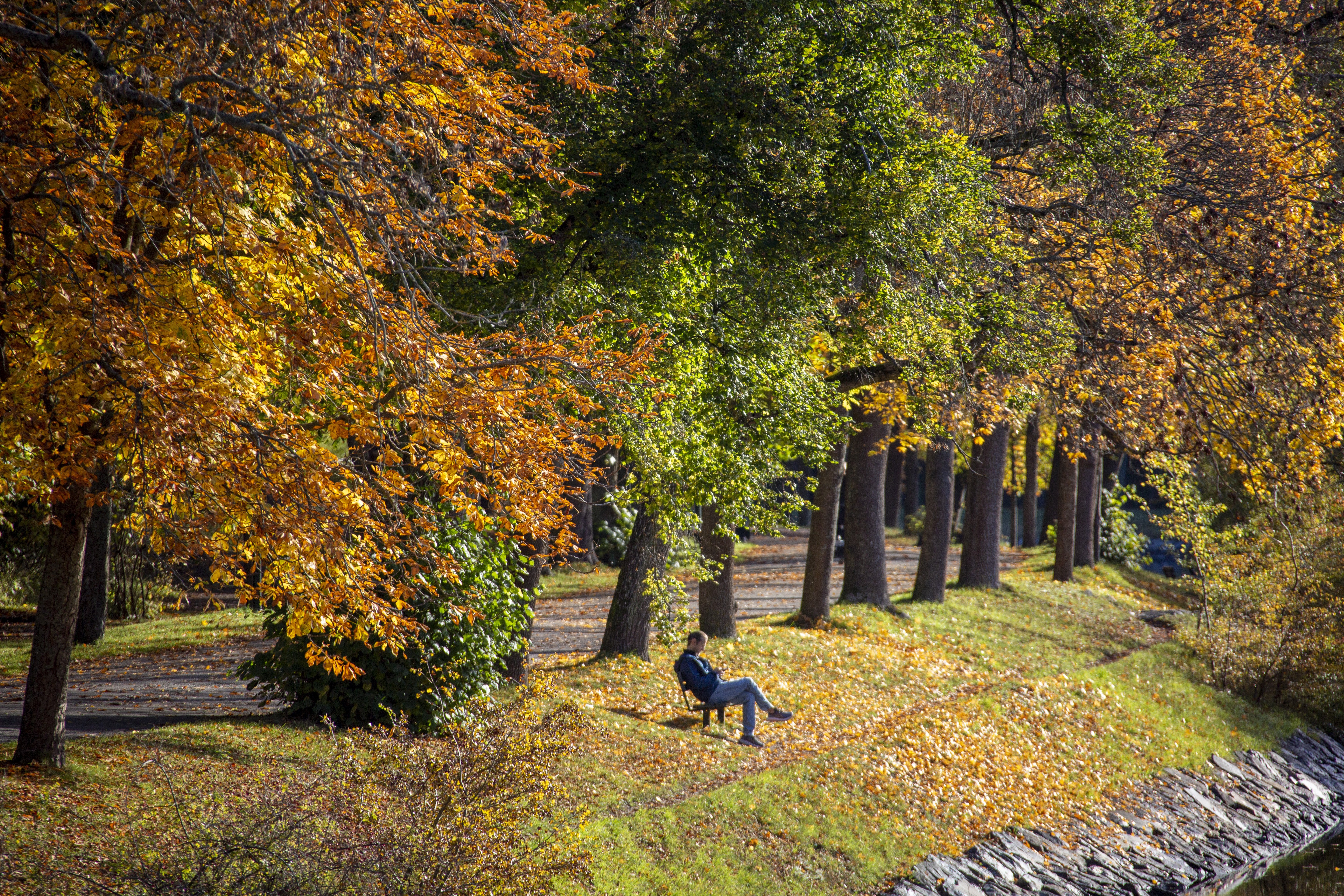A man sits on a park bench among autumn foliage.