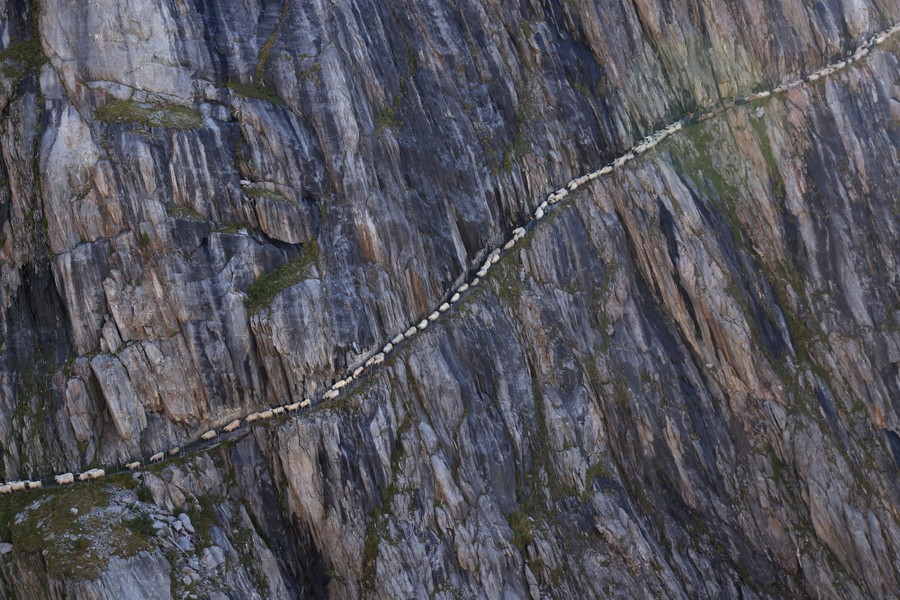 Sheep descend a trail along a steep rock face.