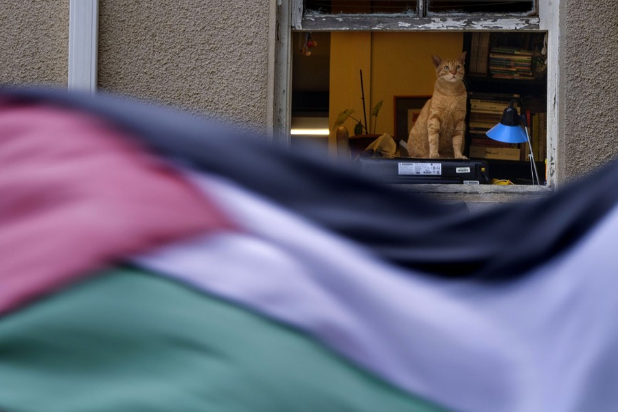 A cat sits in a window, looking on as protesters wave a Palestinian flag.