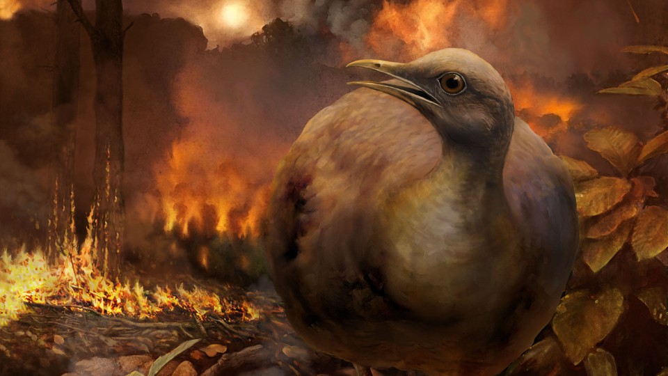 A bird walks through a burning forest. 