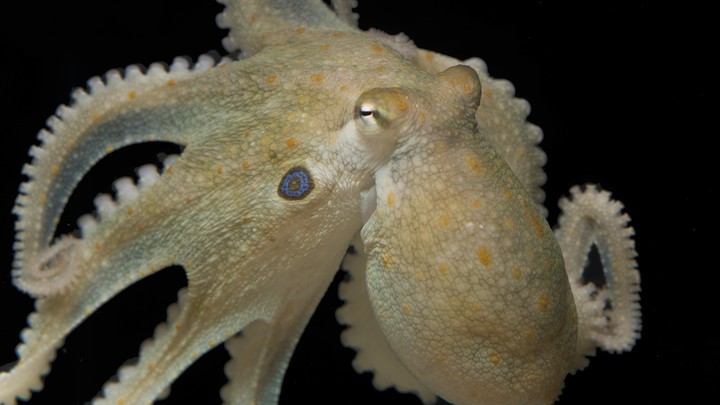 A Californian two-spot octopus