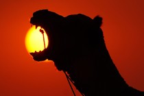 A camel yawns, the sun visible in the background, through its open mouth.