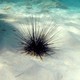 A live sea urchin and a dead one