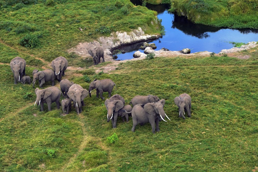 Photos: World Elephant Day 2020 - The Atlantic