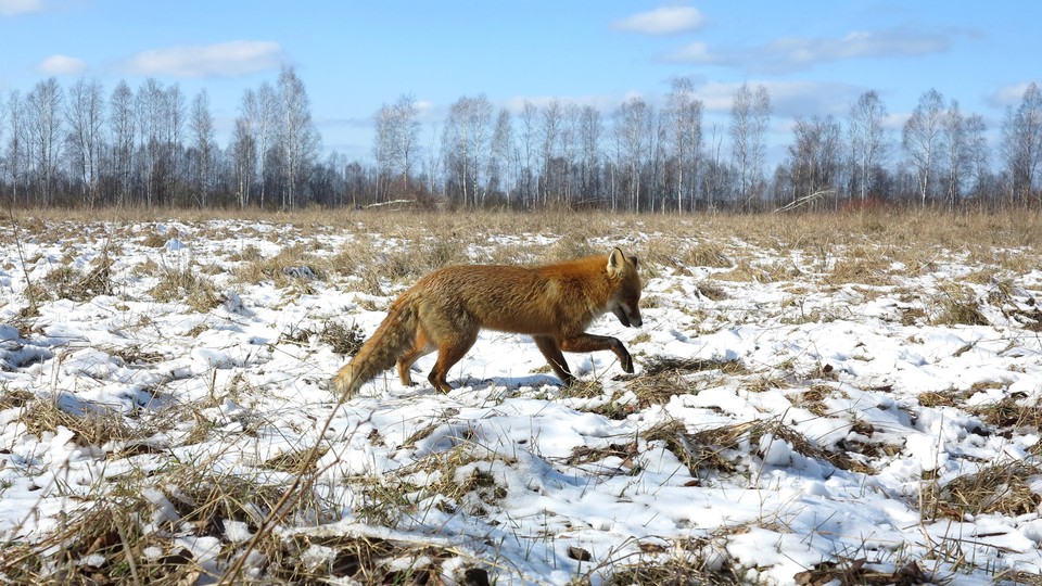 Fallout from nuclear weapons testing explains the 'wild boar