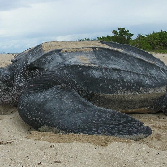 “Incredible Moment: The World’s Largest Sea Turtle Emerges from the ...