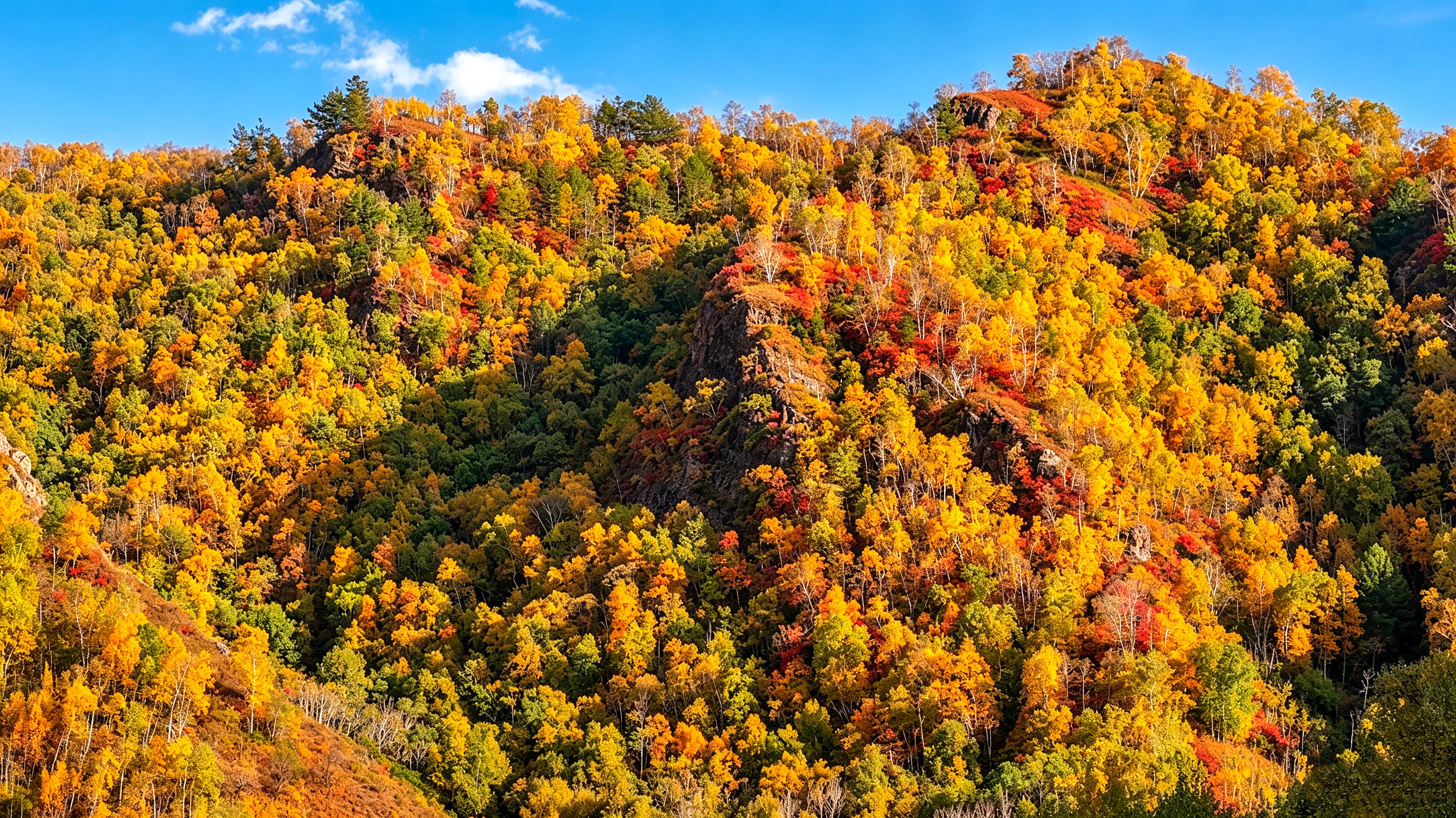 Trees display autumn colors on a mountainside.
