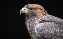 close-up of an eagle