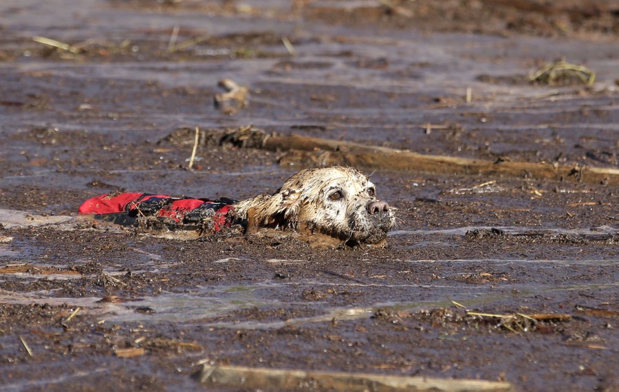 A rescue dog swims through debris-filled muddy water.