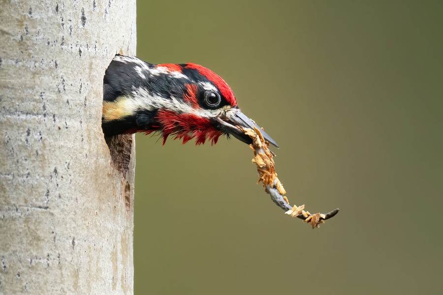 A red-naped sapsucker peeks its head from a hole in a birch tree, a fecal sac covered in wood chips in its bill.