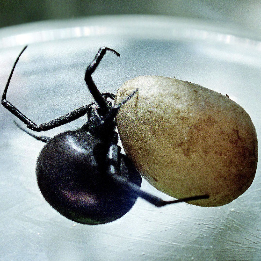 Why Does This Virus Have Spider Dna The Atlantic