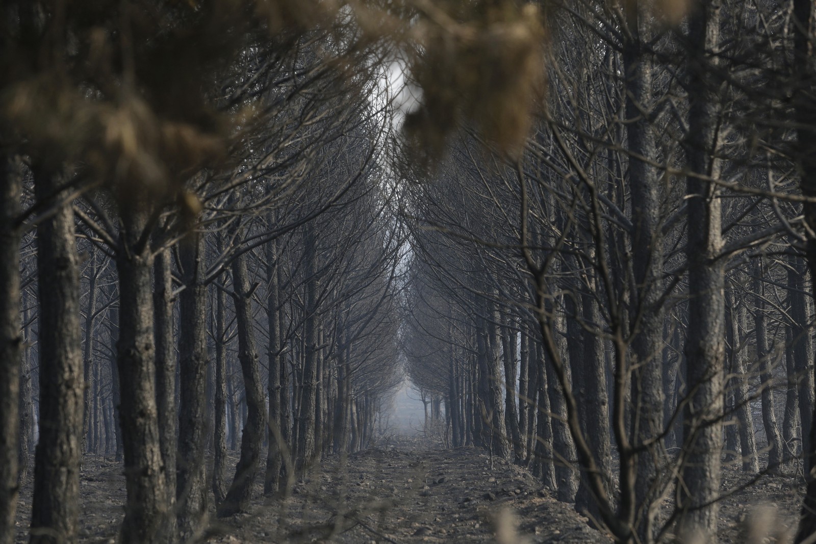 Rows of scorched trees
