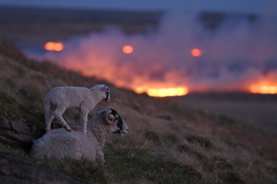 A young sheep stands on the back of an older sheep that is lying down on a hillside, while fire burns in the grasses in the distance.