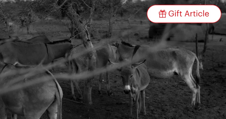 ファッションシーンで話題のこれから流行るブランド12選 Africa's of Enough Get Can't China Why Donkeys Atlantic The - ジャケット・アウター