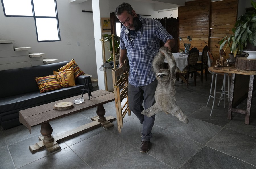 A man carries a sloth through the inside of a house.