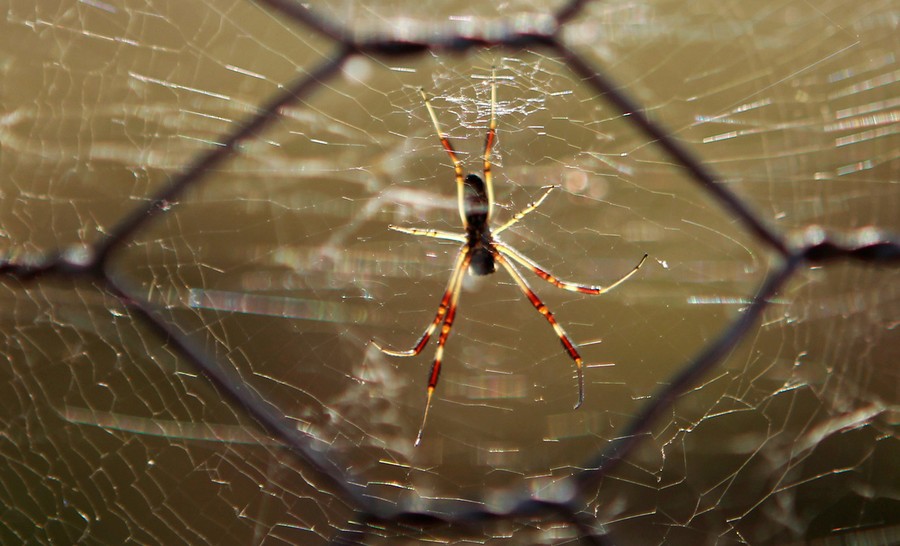 Spider Invasion Leaves Australian Region Covered in Silk Web - Nerdist