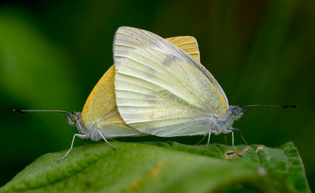 Cabbage White Butterfly - North American Insects & Spiders