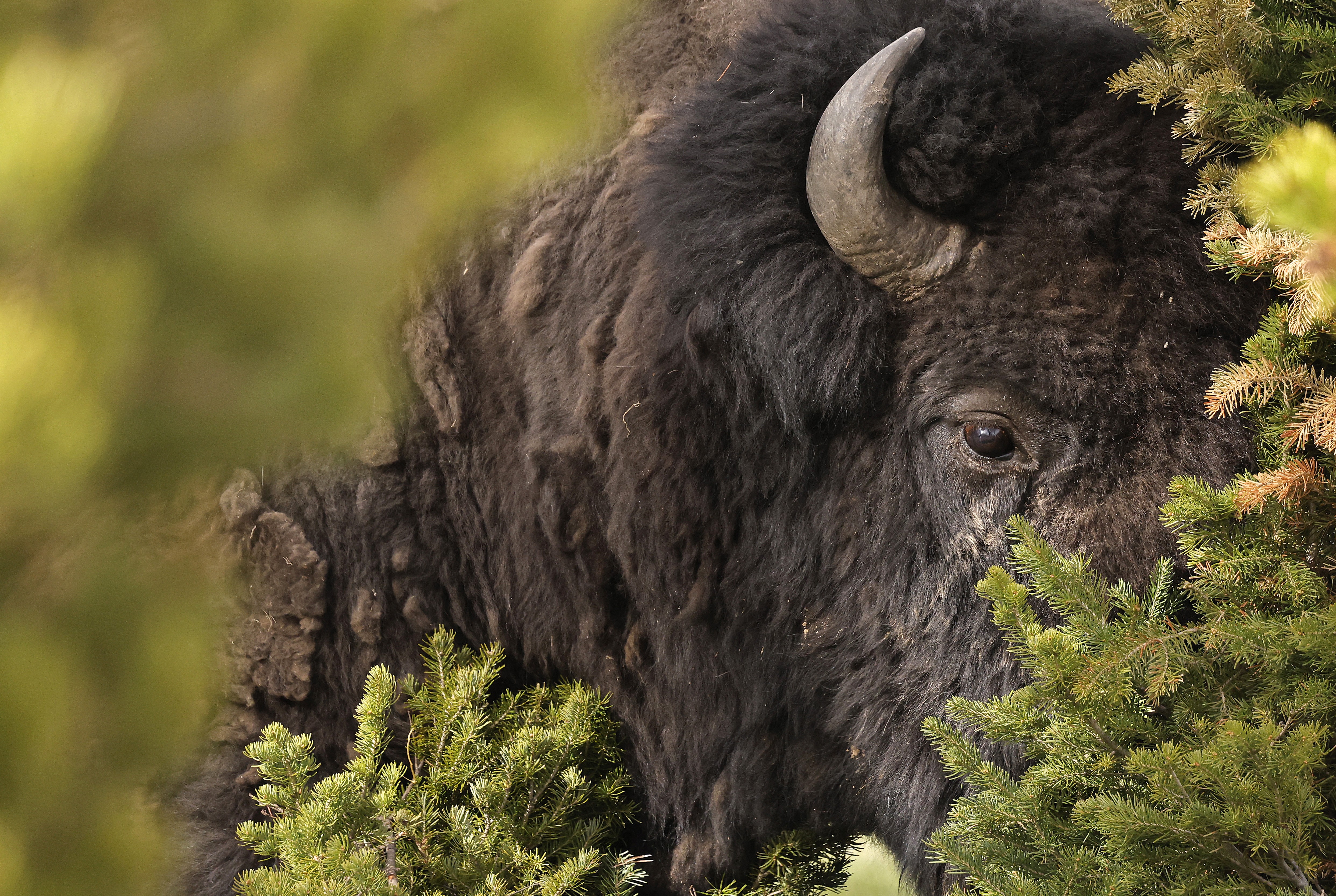 A bison with molting (shedding) fur stands near a tree.