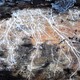 White threads of mycelium growing on tree bark.