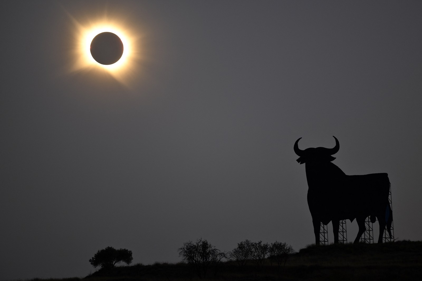 A total solar eclipse, seen in the sky above a large cutout sign depicting a bull